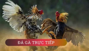 Bí Quyết Chinh Phục Đá Gà WS168 Tại 789P: Hành Trang Cược Thủ