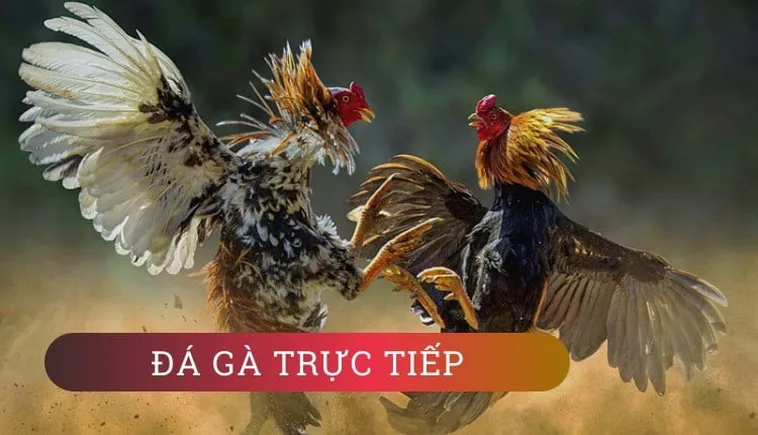 Bí Quyết Chinh Phục Đá Gà WS168 Tại 789P: Hành Trang Cược Thủ